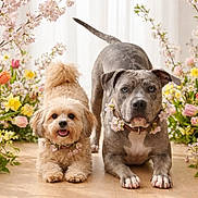 Wrigley Atlas joined the competition — help win amazing prizes! dog, dogs, small_dog, large_dog, flowers, tulips, daffodils, spring, floral_collar, bouquet, pet_portrait, fur, pets, cute, companion, studio_shot, wooden_floor, blossom, greenery, playful