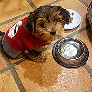 Taz joined the competition — help win amazing prizes! dog, puppy, red_sweater, snowman_design, tiled_floor, water_bowl, food_plate, indoor, pet, small_dog, fur, cute, looking_up, animal, companion, domestic, floor_tiles, kitchen, curious, sitting