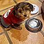 dog, puppy, red_sweater, snowman_design, tiled_floor, water_bowl, food_plate, indoor, pet, small_dog, fur, cute, looking_up, animal, companion, domestic, floor_tiles, kitchen, curious, sitting