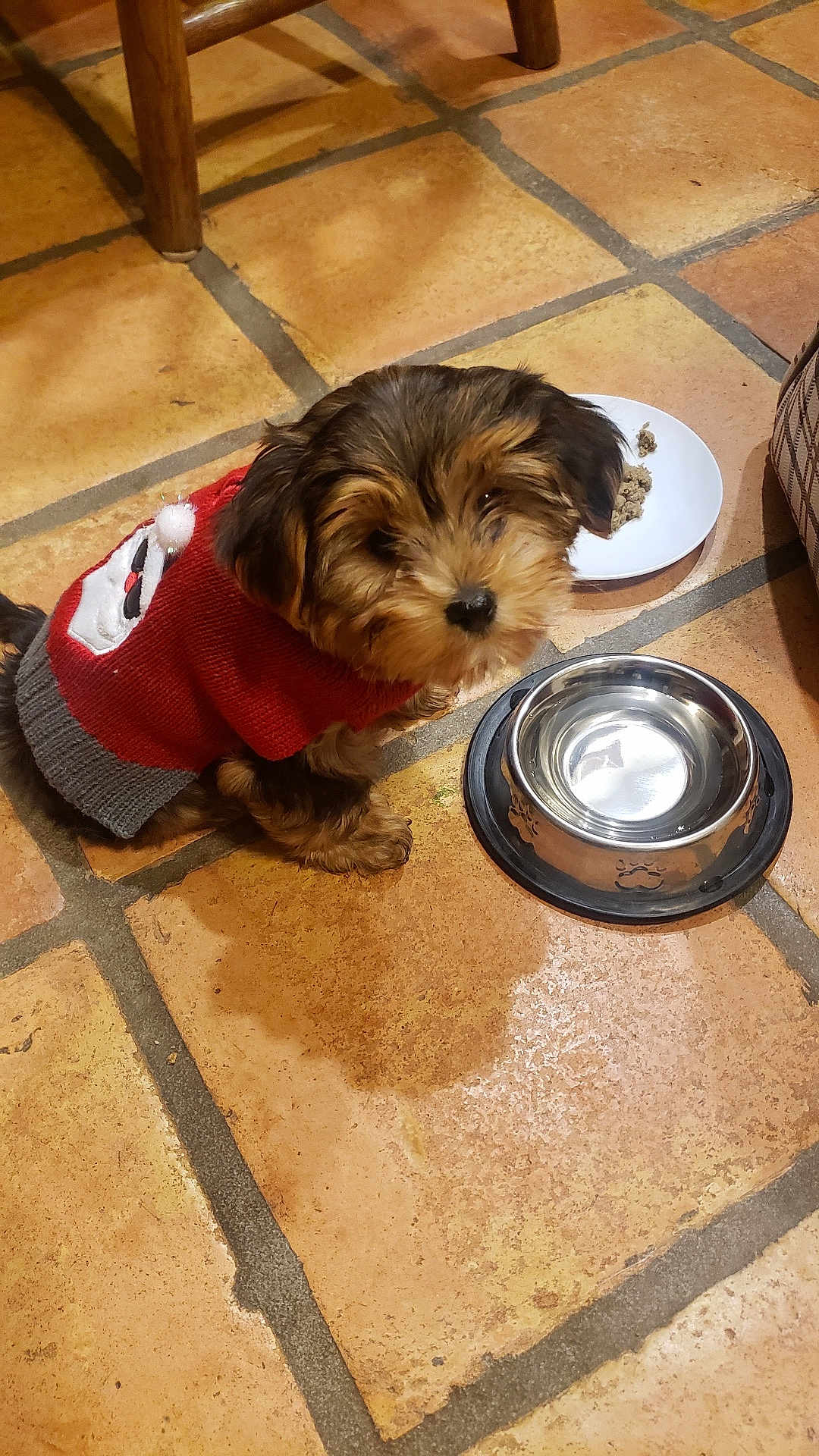 Taz joined the competition — help win amazing prizes! dog, puppy, red_sweater, snowman_design, tiled_floor, water_bowl, food_plate, indoor, pet, small_dog, fur, cute, looking_up, animal, companion, domestic, floor_tiles, kitchen, curious, sitting