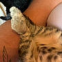 Merco a rejoint le concours — aidez-le/la à gagner de superbes lots ! animal, arm, cat, closeup, comfort, cute, feline, fur, human, indoor, kitten, nap, paw, pet, relaxing, skin, sleeping, soft, striped, tattoo