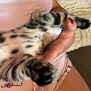 Merco a rejoint le concours — aidez-le/la à gagner de superbes lots ! cat, couch, cozy, cute, feline, hand, hello_kitty, indoor, kitten, lap, nail_polish, pajamas, paws, person, pet, pink_clothing, relaxing, sleeping, soft_texture, spotted_fur