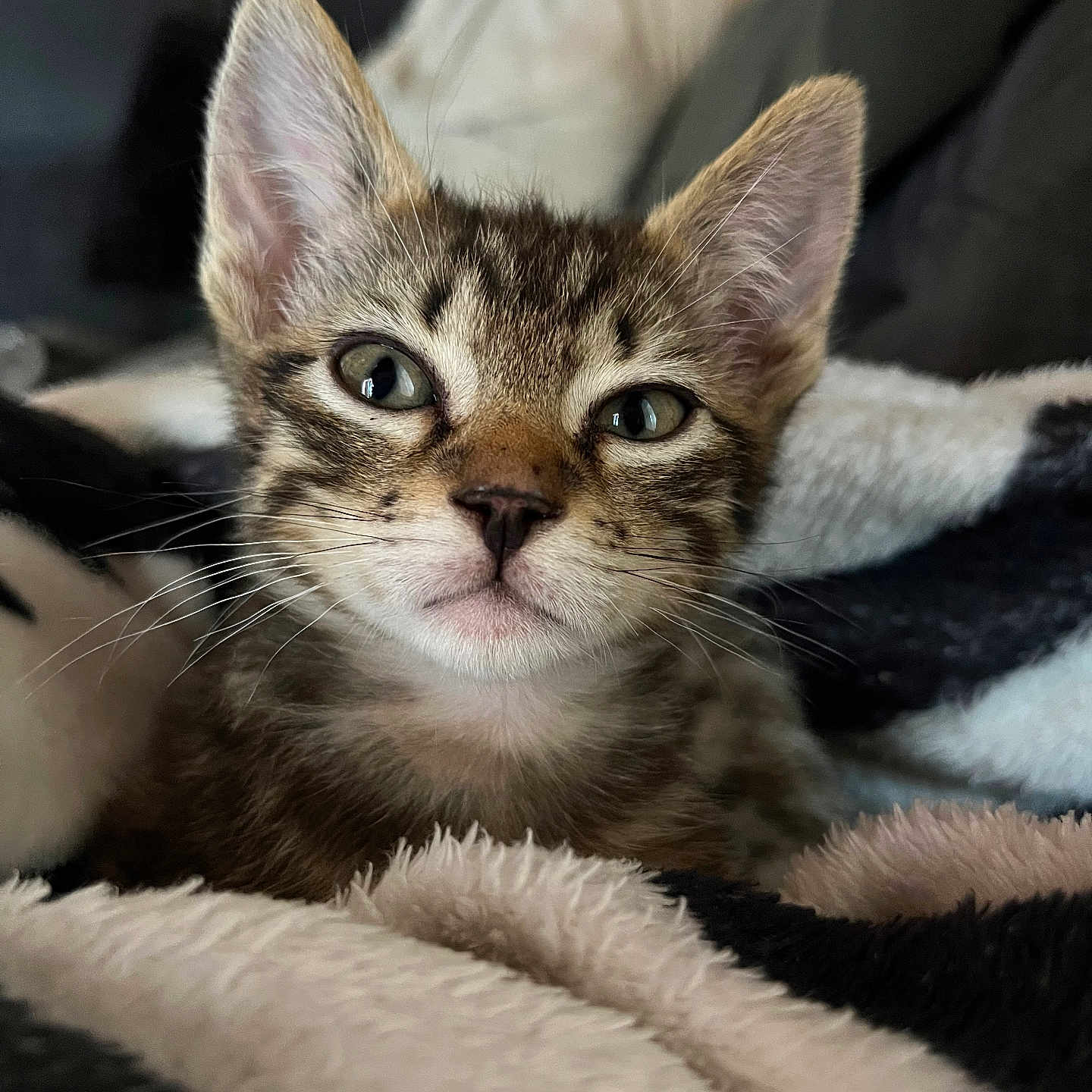 Merco a rejoint le concours — aidez-le/la à gagner de superbes lots ! animal, blanket, cat, close_up, cozy, cute, domestic_animal, ears, face, fur, furry, indoor, kitten, pet, resting, sleeping_area, soft, tabby, whiskers, young
