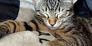 Merco a rejoint le concours — aidez-le/la à gagner de superbes lots ! animal, blanket, cat, closeup, comfort, cozy, cute, domestic, feline, fur, indoor, kitten, paw, pet, relaxing, resting, sleeping, soft, tabby, young