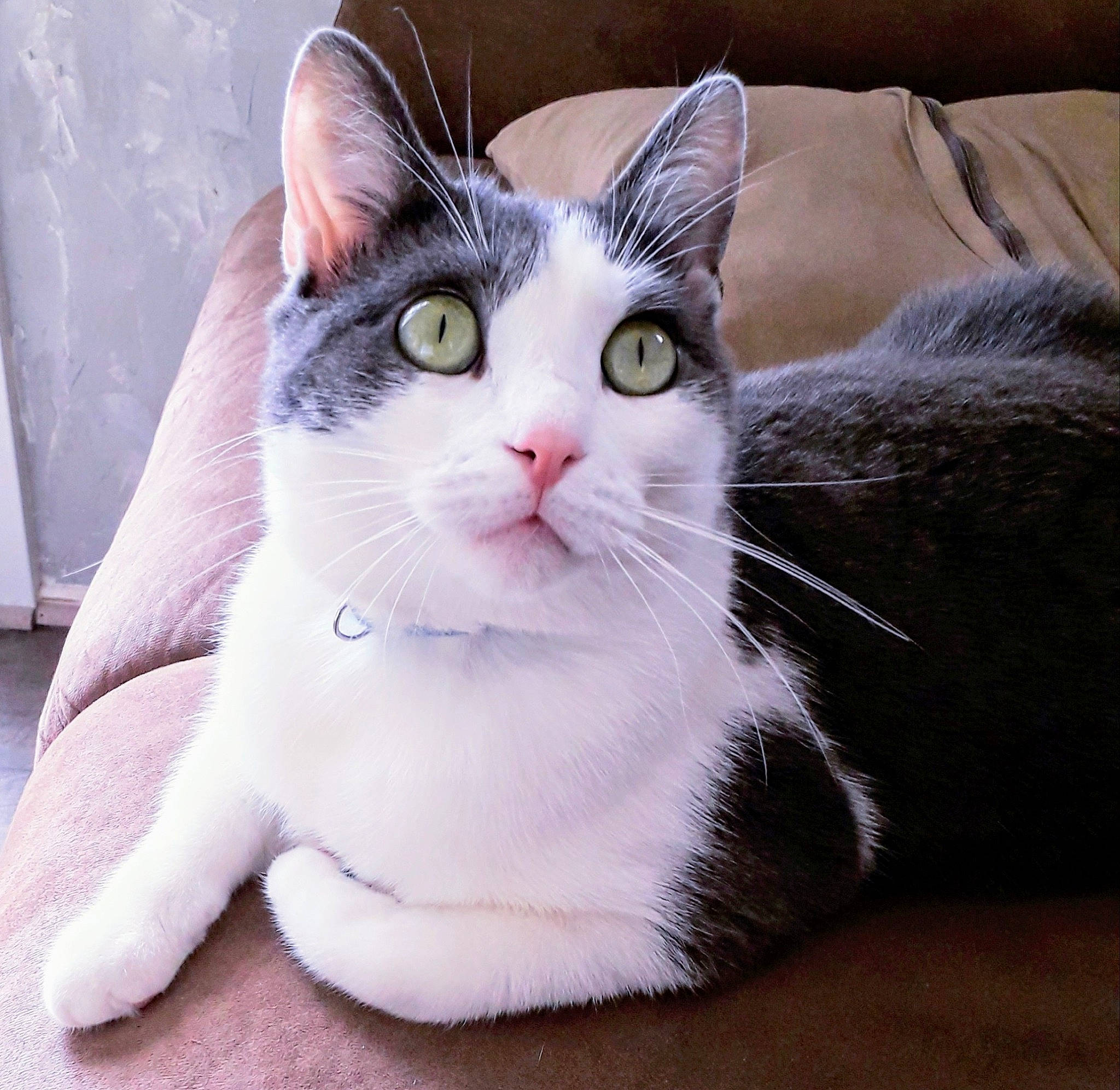 Octave participe au concours pour gagner de l'argent avec cette photo : aegean_cat, american_shorthair, american_wirehair, asian, carnivore, cat, domestic_short_haired_cat, ear, european_shorthair, eye, felidae, fur, kitten, mammal, nose, paw, small_to_medium_sized_cats, snout, tabby_cat, whiskers