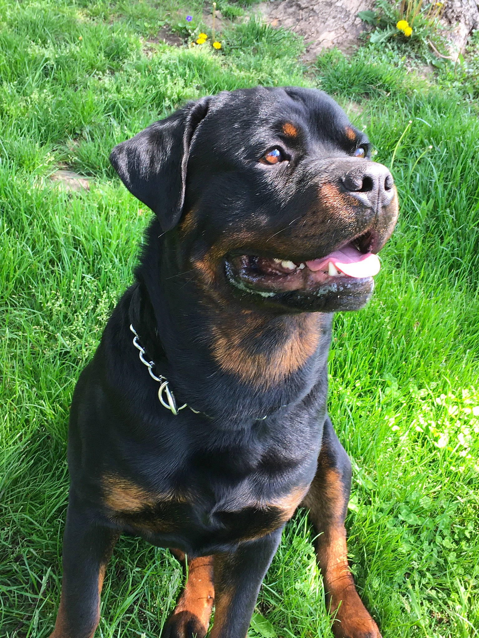 Maximous joined the competition — help win amazing prizes! austrian_black_and_tan_hound, canidae, carlin_pinscher, carnivore, companion_dog, dog, dog_breed, hunting_dog, mammal, molosser, plant, polish_hunting_dog, rare_breed_dog, rottweiler, snout, sporting_group, vertebrate, working_dog