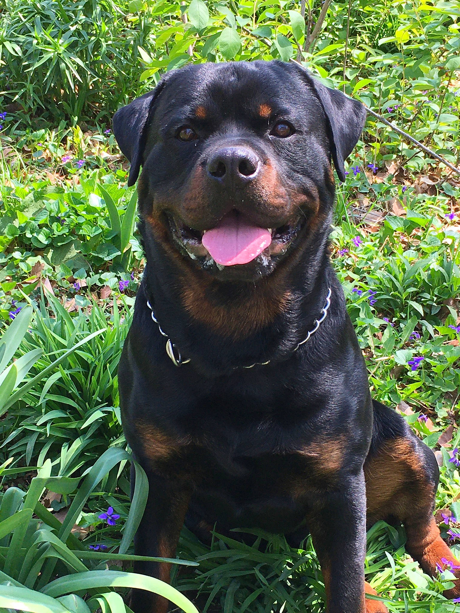 Maximous is registered to the contest to win money with this photo: canidae, carlin_pinscher, carnivore, companion_dog, dog, dog_breed, fawn, mammal, molosser, plant, rare_breed_dog, rottweiler, sporting_group, vertebrate, working_dog