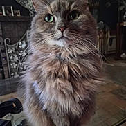 Chanel a rejoint le concours — aidez-le/la à gagner de superbes lots ! cat, fluffy, green_eyes, indoor, glass_table, furniture, vintage, cozy, portrait, pet, whiskers, closeup, mammal, domestic_animal, fur, sitting, face, table, decor, home