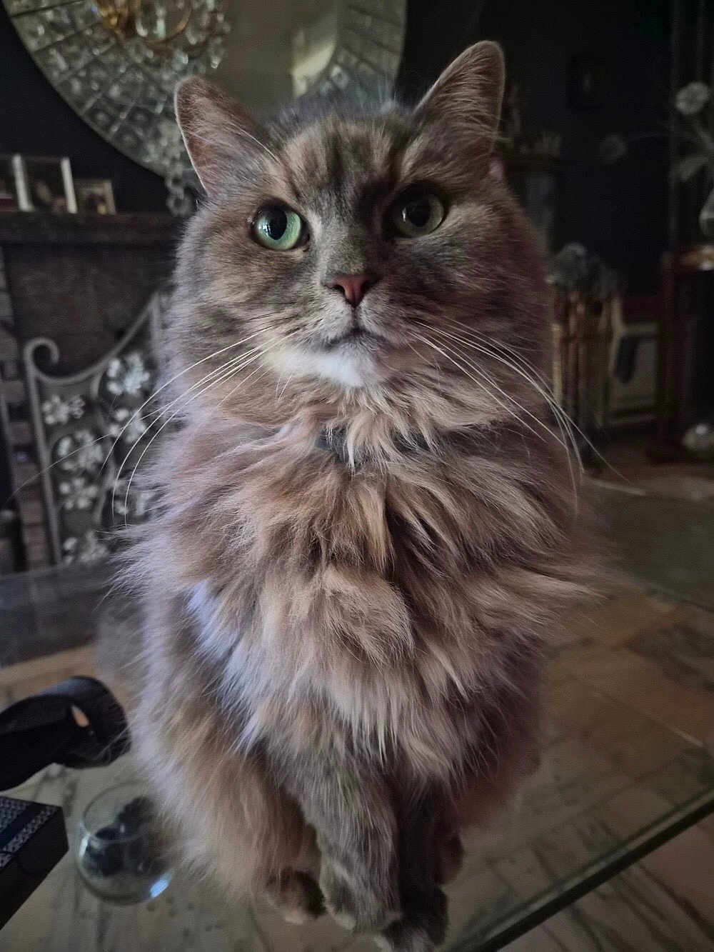 Chanel a rejoint le concours — aidez-le/la à gagner de superbes lots ! cat, fluffy, green_eyes, indoor, glass_table, furniture, vintage, cozy, portrait, pet, whiskers, closeup, mammal, domestic_animal, fur, sitting, face, table, decor, home