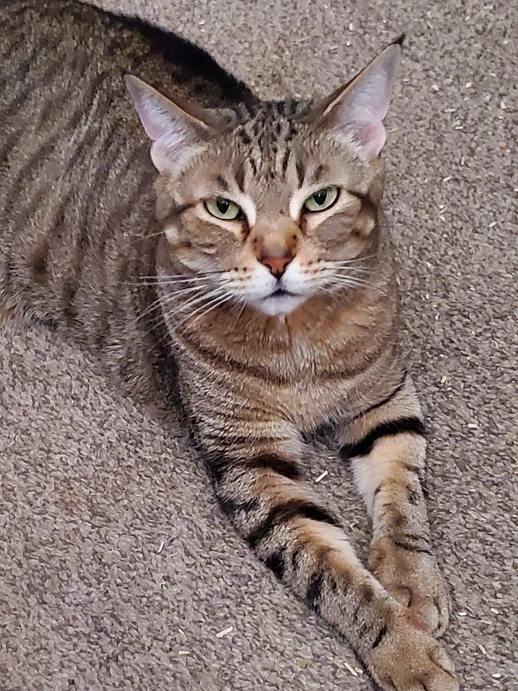 Ms. Lydia Tabby Cat joined the competition — help win amazing prizes! carnivore, cat, claw, domestic_short_haired_cat, eye, fawn, felidae, foot, fur, head, paw, sitting, small_to_medium_sized_cats, snout, tail, terrestrial_animal, tree, whiskers, wildlife