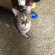 Zelda joined the competition — help win amazing prizes! animal, blue, brown, carpet, cat, close_up, curious, domestic_cat, feline, floor, foot, indoor, looking_up, pet, plush_toy, tabby_cat, texture, toy, whiskers, yellow_eyes