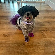 Daisy is registered to the contest to win money with this photo: dog, small_dog, black_and_white, purple_dye, bandana, pet, indoor, wooden_floor, happy, tongue_out, fur, animal, canine, domestic_animal, flooring, window, natural_light, standing, cute, smiling