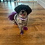 dog, small_dog, black_and_white, purple_dye, bandana, pet, indoor, wooden_floor, happy, tongue_out, fur, animal, canine, domestic_animal, flooring, window, natural_light, standing, cute, smiling