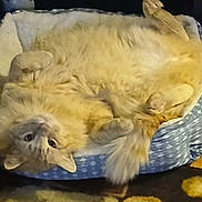 Sunny joined the competition — help win amazing prizes! cat, pet_bed, orange_cat, fluffy, indoor, cozy, upside_down, curious, paws, tail, blue_bed, patterned_rug, feline, relaxed, fur, domestic_animal, cute, animal, resting, household