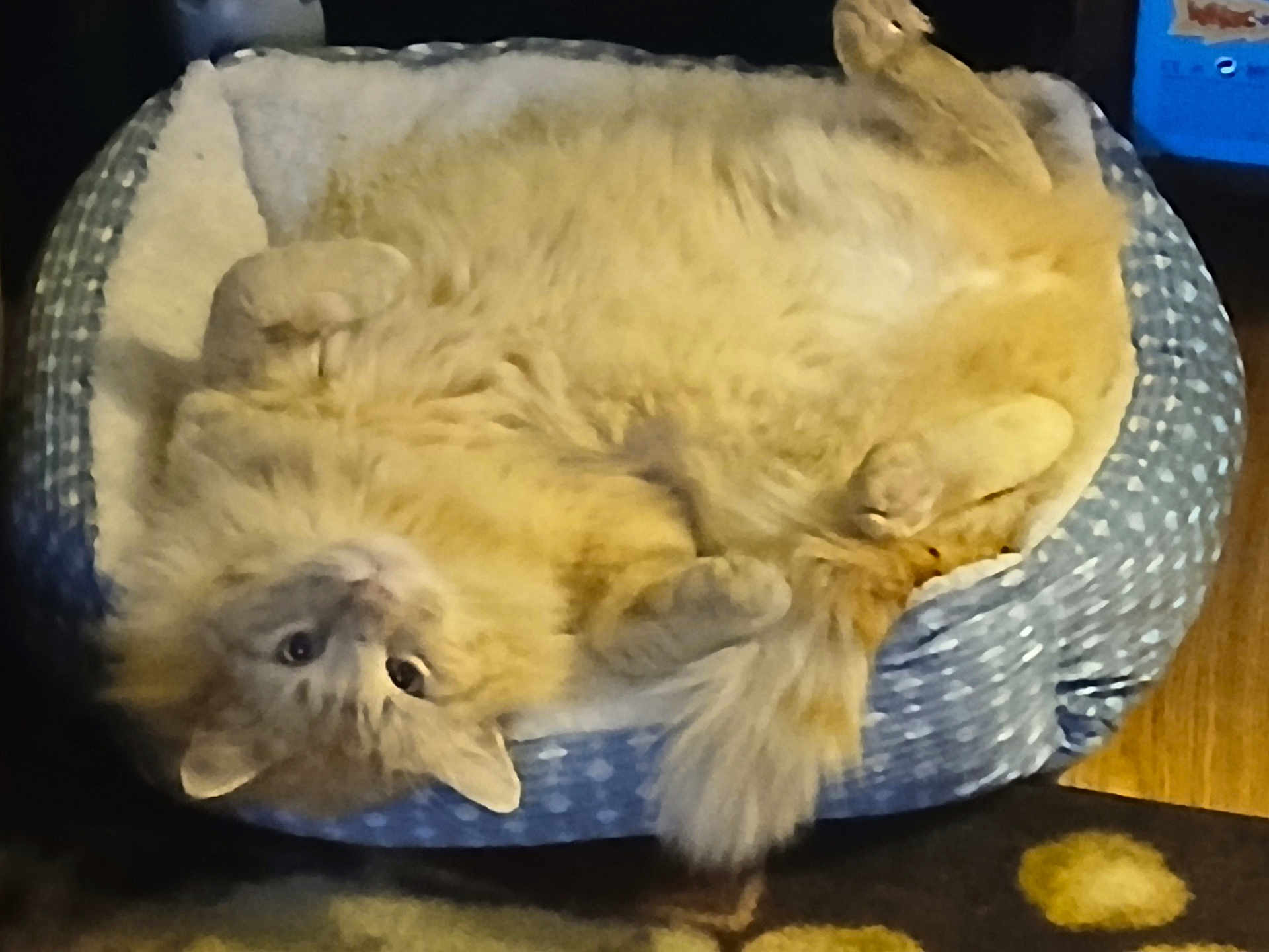 Sunny joined the competition — help win amazing prizes! cat, pet_bed, orange_cat, fluffy, indoor, cozy, upside_down, curious, paws, tail, blue_bed, patterned_rug, feline, relaxed, fur, domestic_animal, cute, animal, resting, household