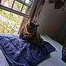 cat, tabby_cat, bed, towel, window, indoor, motion_blur, animal, pet, feline, daylight, home, furniture, house, neighborhood, greenery, curtain, wall, resting, shaking_head