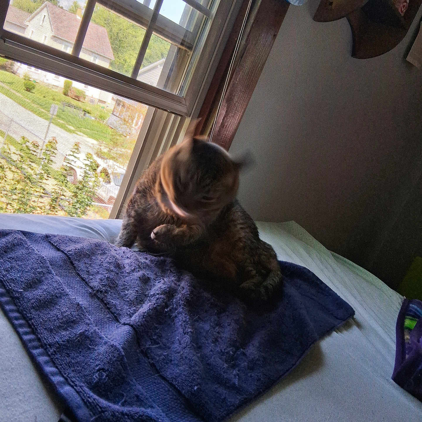 Muffin Mix is registered to the contest to win money with this photo: cat, tabby_cat, bed, towel, window, indoor, motion_blur, animal, pet, feline, daylight, home, furniture, house, neighborhood, greenery, curtain, wall, resting, shaking_head