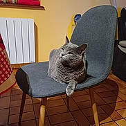 Sélene a rejoint le concours — aidez-le/la à gagner de superbes lots ! animal, calm, cat, chair, cozy, cute, domestic_cat, floor, furniture, gray_cat, home, indoor, mammal, paw, pet, quiet, relaxed, resting, tile_floor, yellow_wall