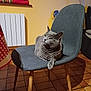 animal, calm, cat, chair, cozy, cute, domestic_cat, floor, furniture, gray_cat, home, indoor, mammal, paw, pet, quiet, relaxed, resting, tile_floor, yellow_wall