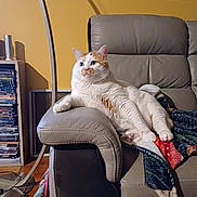 Nougat a rejoint le concours — aidez-le/la à gagner de superbes lots ! animal, armrest, blanket, cat, couch, cozy, domestic, feline, floor_lamp, furniture, home, indoor, leather, living_room, orange_and_white, pet, portrait, relaxed, stack_of_dvds, wall_art