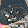 Jinx is registered to the contest to win money with this photo: black_and_white, blanket, cat, chair, comfort, cozy, cushion, domestic, feline, fur, home, indoor, paw, pet, relaxation, resting, sleeping, soft, tail, whiskers