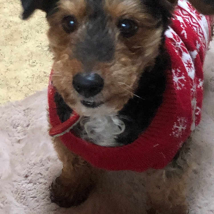 Banco participe au concours pour gagner de l'argent avec cette photo : accessories, airedale, animal, canine, cap, clothing, cockerspaniel, dog, hat, hoodie, hound, knitwear, pet, poodle, puppy, scarf, strap, sweater, terrier, whitedog