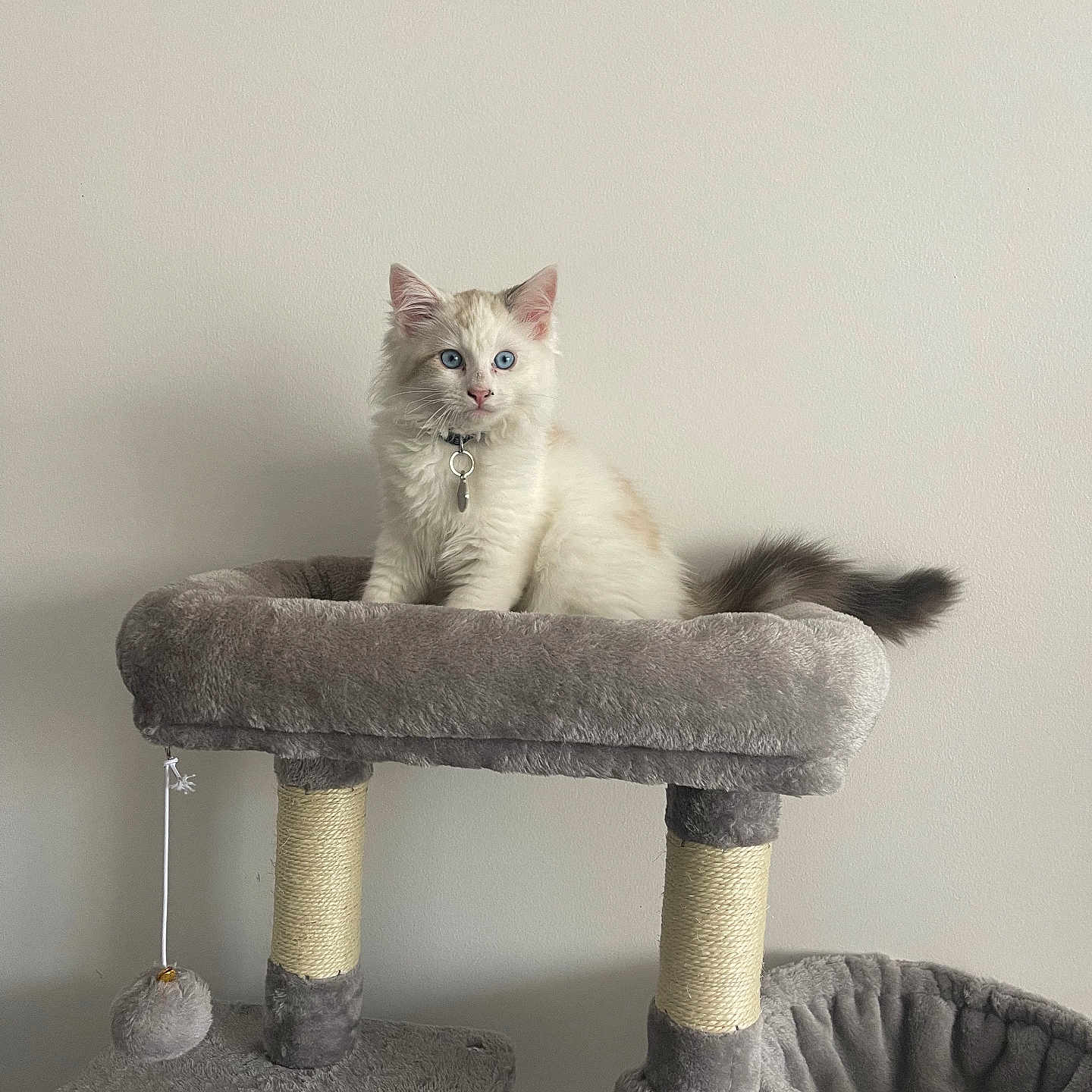 Simba a rejoint le concours — aidez-le/la à gagner de superbes lots ! abyssinian, angora, animal, archaeology, barstool, cat, cushion, egyptiancat, furniture, homedecor, kitten, linen, manx, pet, siamese