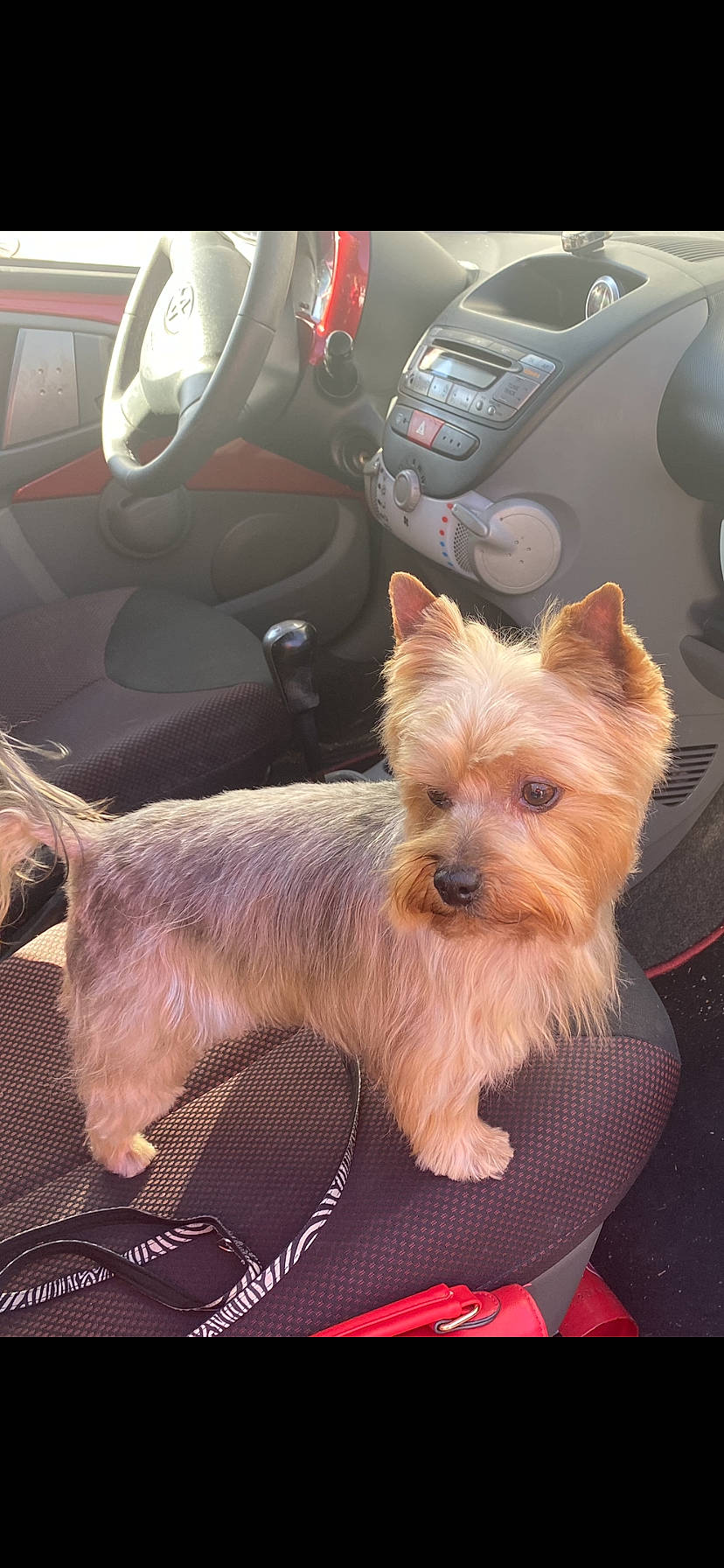 Simba a rejoint le concours — aidez-le/la à gagner de superbes lots ! auto_part, automotive_design, automotive_tire, car_seat, car_seat_cover, carnivore, companion_dog, dog, dog_breed, dog_supply, family_car, fawn, luxury_vehicle, motor_vehicle, personal_luxury_car, small_terrier, steering_part, steering_wheel, toy_dog, vehicle_door