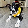dog, black_and_white, cowboy_hat, sunglasses, yellow_jacket, indoor, floor, modern_apartment, ears, pet, canine, relaxed, lying_down, wooden_floor, furniture, chair, table, kitchen, casual, cute