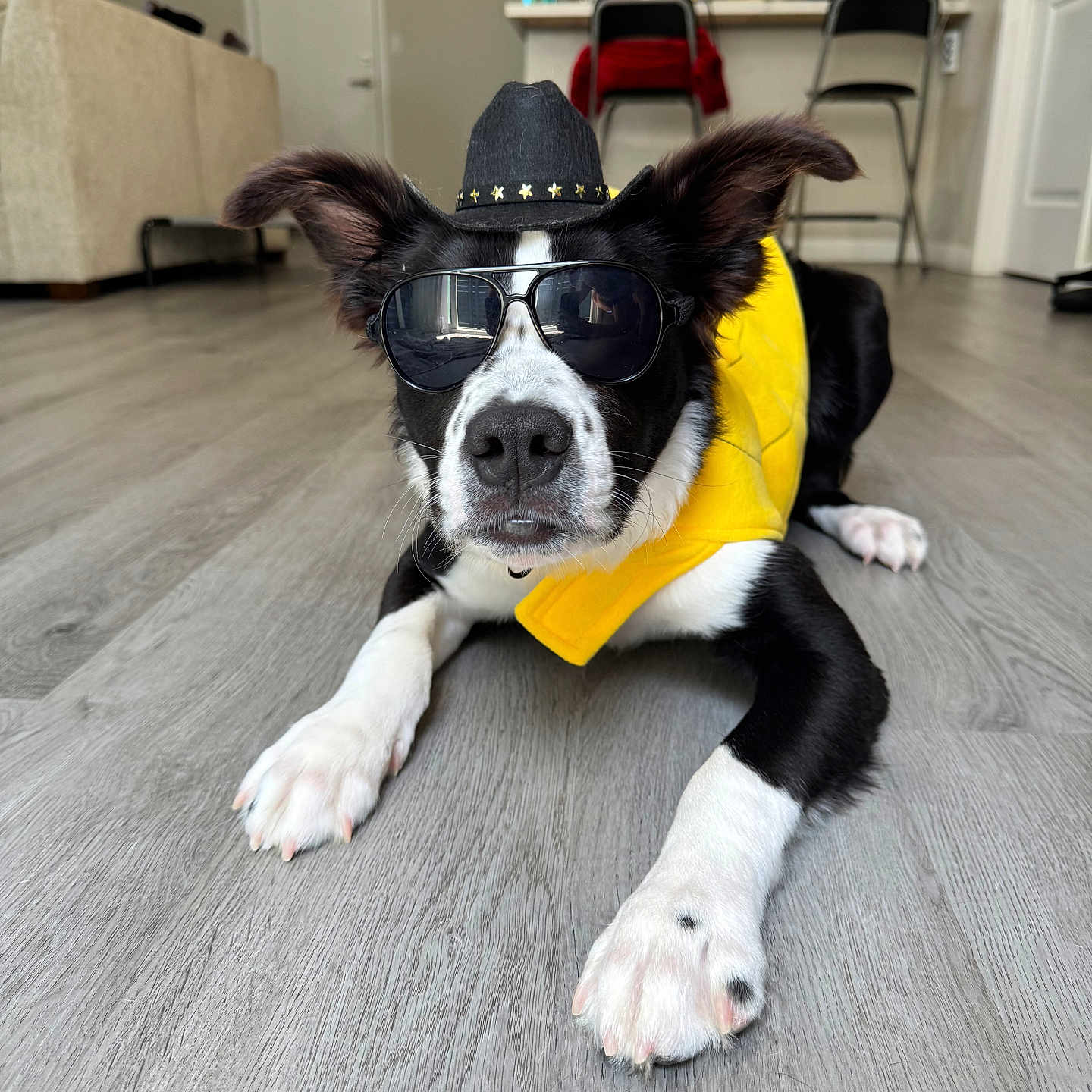 Era is registered to the contest to win money with this photo: dog, black_and_white, cowboy_hat, sunglasses, yellow_jacket, indoor, floor, modern_apartment, ears, pet, canine, relaxed, lying_down, wooden_floor, furniture, chair, table, kitchen, casual, cute