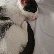 Cami joined the competition — help win amazing prizes! cat, kitten, sleeping, curled_up, black_and_white, fur, pet, bed, resting, cozy, cute, animal, whiskers, ears, tail, indoor, soft, peaceful, nap, feline