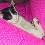 Cami is registered to the contest to win money with this photo: kitten, cat, sleeping, black_and_white, paw, pink_blanket, cozy, cute, fur, pet, animal, resting, indoor, closeup, knitted, soft, adorable, relaxing, tiny, comfort