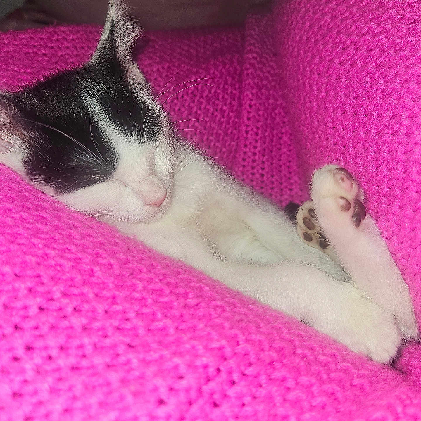 Cami is registered to the contest to win money with this photo: adorable, animal, black_and_white, cat, closeup, comfort, cozy, cute, fur, indoor, kitten, knitted, paw, pet, pink_blanket, relaxing, resting, sleeping, soft, tiny