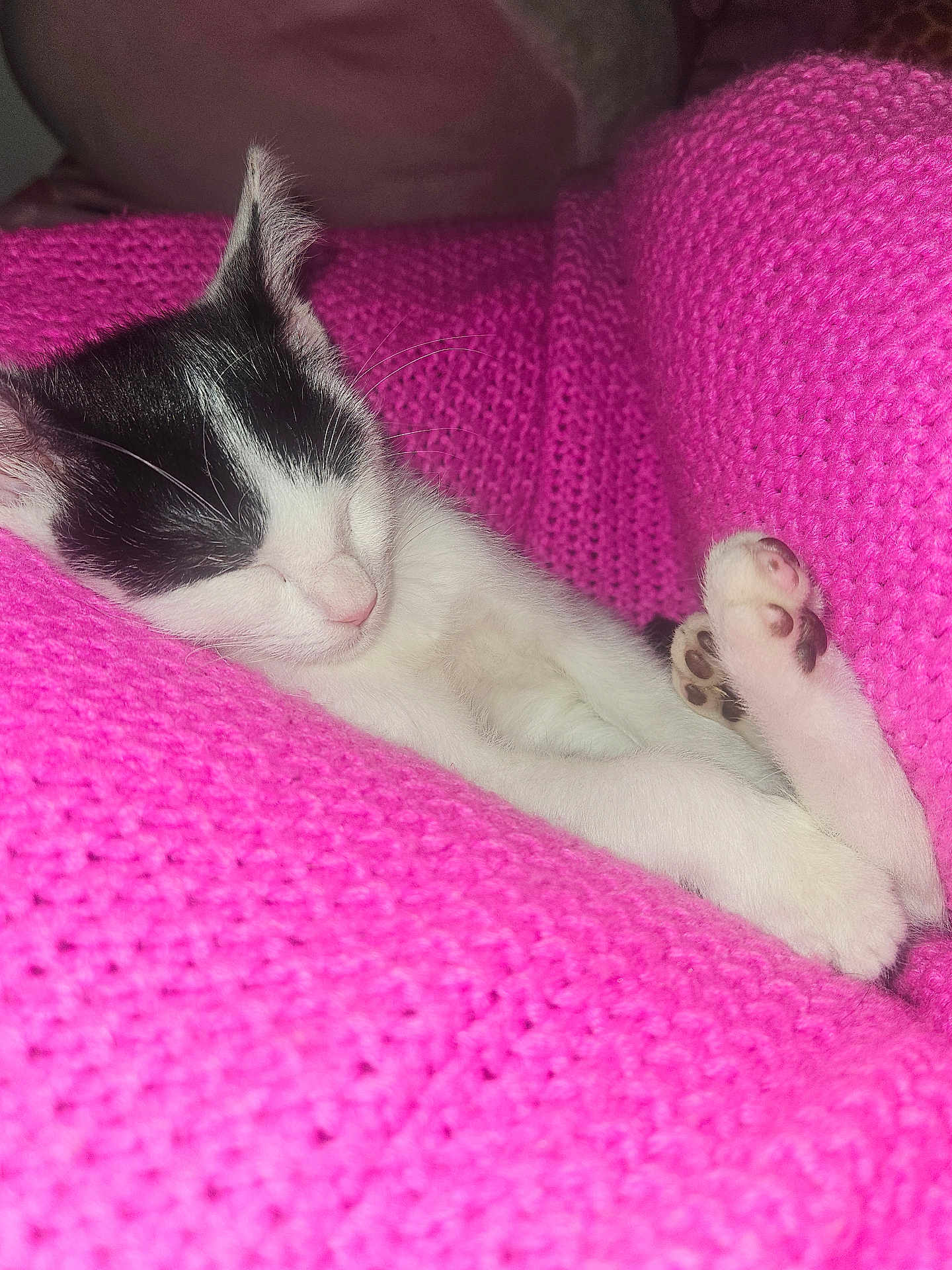 Cami is registered to the contest to win money with this photo: kitten, cat, sleeping, black_and_white, paw, pink_blanket, cozy, cute, fur, pet, animal, resting, indoor, closeup, knitted, soft, adorable, relaxing, tiny, comfort