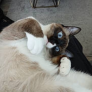 Jericho Petsch is registered to the contest to win money with this photo: animal, blue_eyes, cat, close_up, cozy, curled, cute, domestic, feline, fluffy, fur, home, indoor, paws, pet, playful, relaxed, rug, table, whiskers