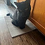 Shadow is registered to the contest to win money with this photo: black_cat, cat, pet, indoor, floor_mat, wood_floor, kitchen, cabinet, animal, feline, sitting, domestic_animal, curious, quiet, home, furniture, tail, whiskers, ears, flooring