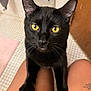 Shadow is registered to the contest to win money with this photo: black_cat, cat, pet, yellow_eyes, indoor, close_up, curious, animal, feline, whiskers, person, lap, legs, tattoo, floor_tiles, door, home, domestic_animal, looking, ears