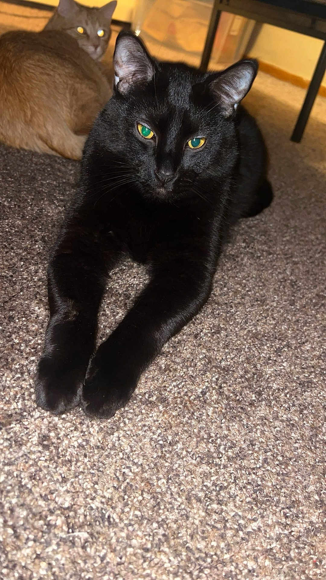 Shadow