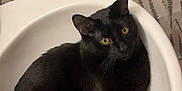 Shadow joined the competition — help win amazing prizes! black_cat, cat, sink, bathroom, yellow_eyes, curious, pet, animal, indoor, fur, whiskers, relaxed, cute, domestic_cat, feline, patterned_curtain, white_sink, resting, looking_up, cozy