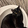 black_cat, cat, sink, bathroom, yellow_eyes, curious, pet, animal, indoor, fur, whiskers, relaxed, cute, domestic_cat, feline, patterned_curtain, white_sink, resting, looking_up, cozy