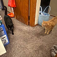 Shadow is registered to the contest to win money with this photo: black_cat, orange_cat, cat, indoor, carpet, door, handbag, basket, slippers, floor, pet, animal, curious, walking, home, furniture, wood, domestic, room, cozy