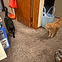 black_cat, orange_cat, cat, indoor, carpet, door, handbag, basket, slippers, floor, pet, animal, curious, walking, home, furniture, wood, domestic, room, cozy