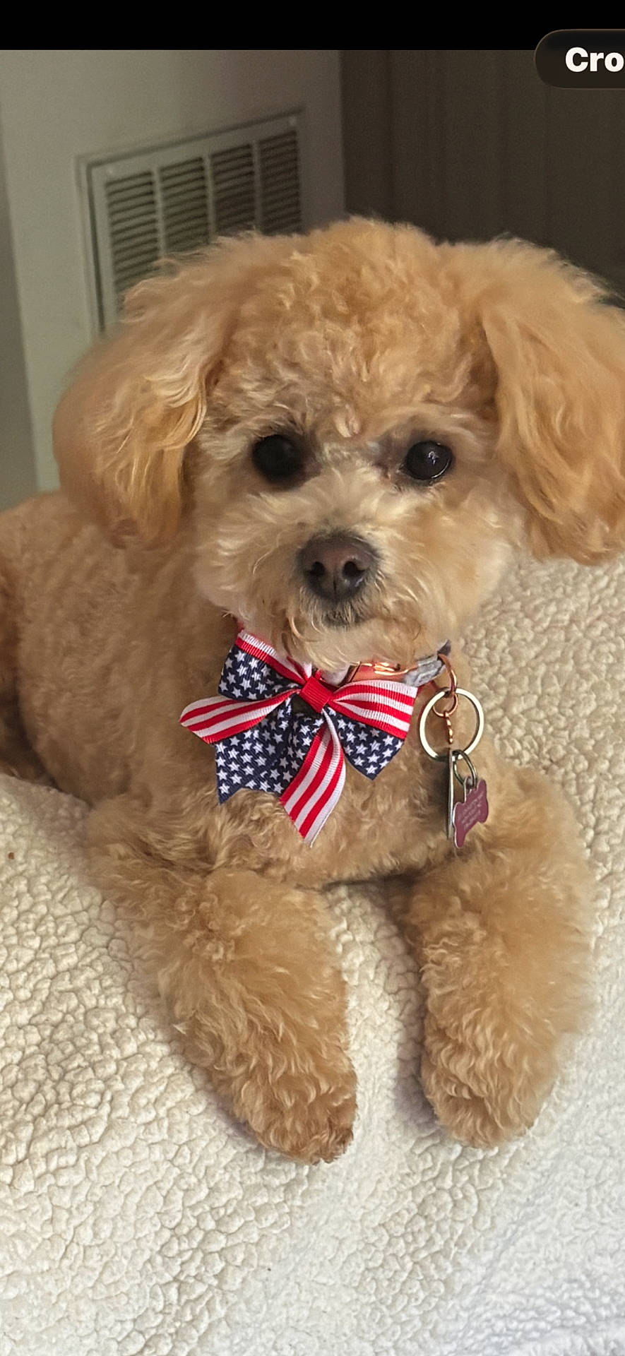 Kay-Cee is registered to the contest to win money with this photo: american_flag, apricot_fur, bed, blanket, bow_tie, brown_eyes, collar, curly_fur, cute, dog, dog_tags, fluffy, front_view, home, indoors, lying_down, pet, portrait, puppy, small_dog