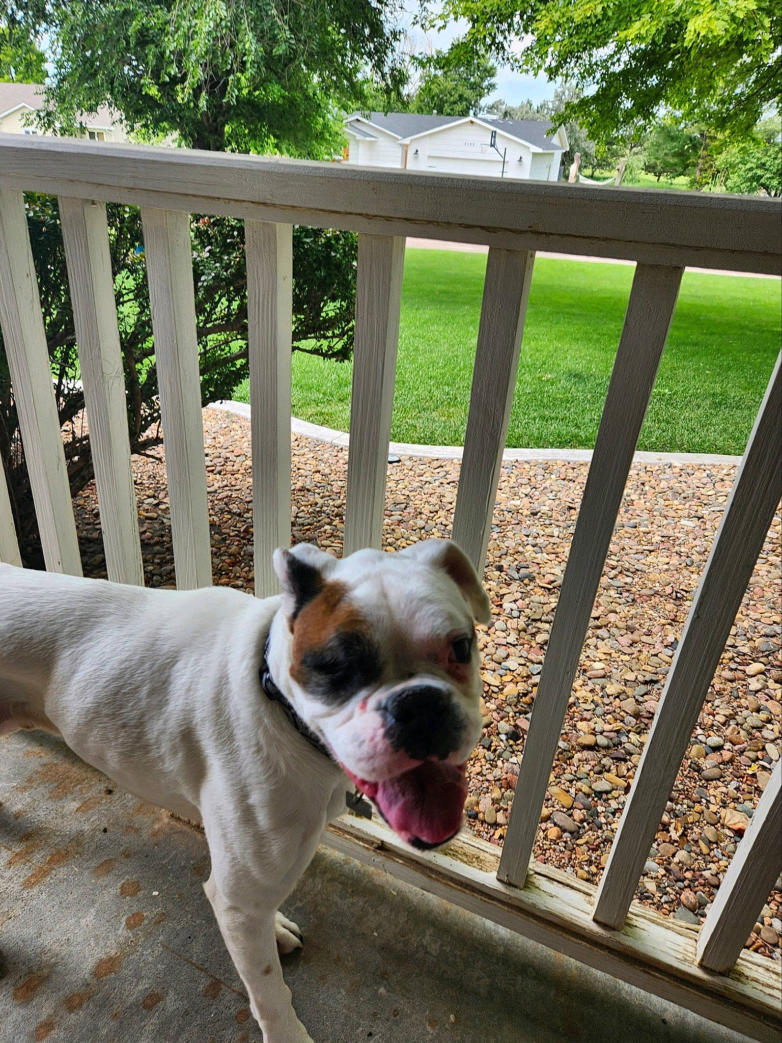 Piper is registered to the contest to win money with this photo: bulldog, canidae, carnivore, collar, companion_dog, dog, dog_breed, dog_collar, fawn, fence, grass, molosser, pet_supply, plant, snout, sporting_group, tree, wood, working_animal, wrinkle