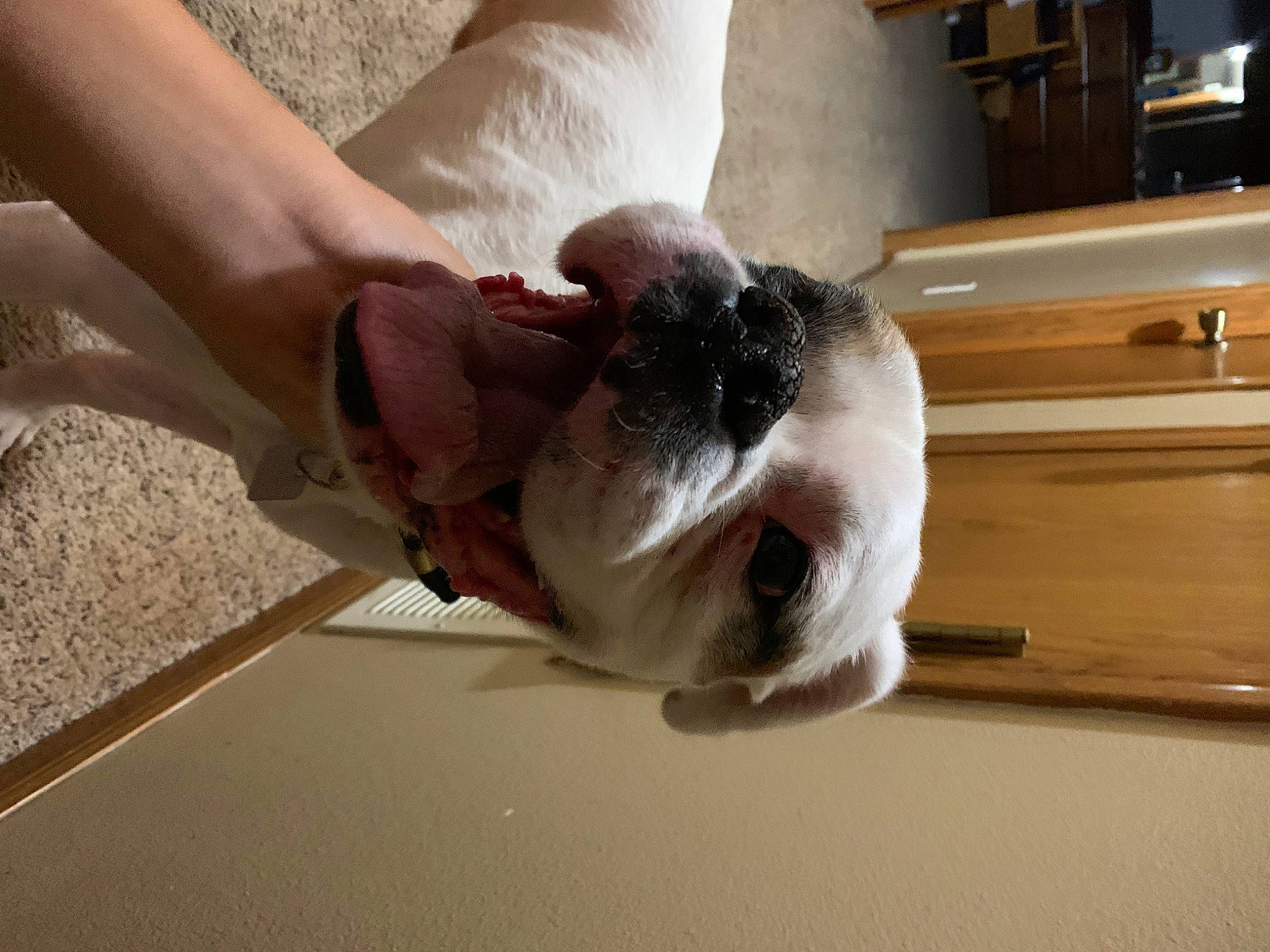 Piper joined the competition — help win amazing prizes! canidae, carnivore, collar, comfort, companion_dog, dog, dog_breed, elbow, fawn, flooring, foot, gesture, hardwood, human_leg, snout, sporting_group, toy_dog, wood, working_animal, wrinkle