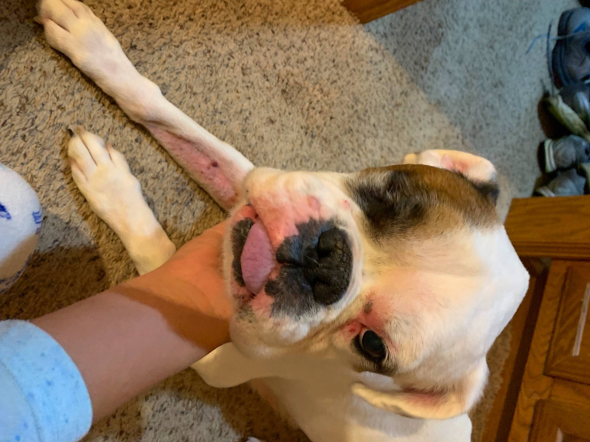 Piper is registered to the contest to win money with this photo: carnivore, collar, comfort, companion_dog, dog, dog_breed, ear, eyewear, fawn, fur, gesture, head, jaw, nose, snout, sporting_group, sunglasses, whiskers, working_animal, wrist