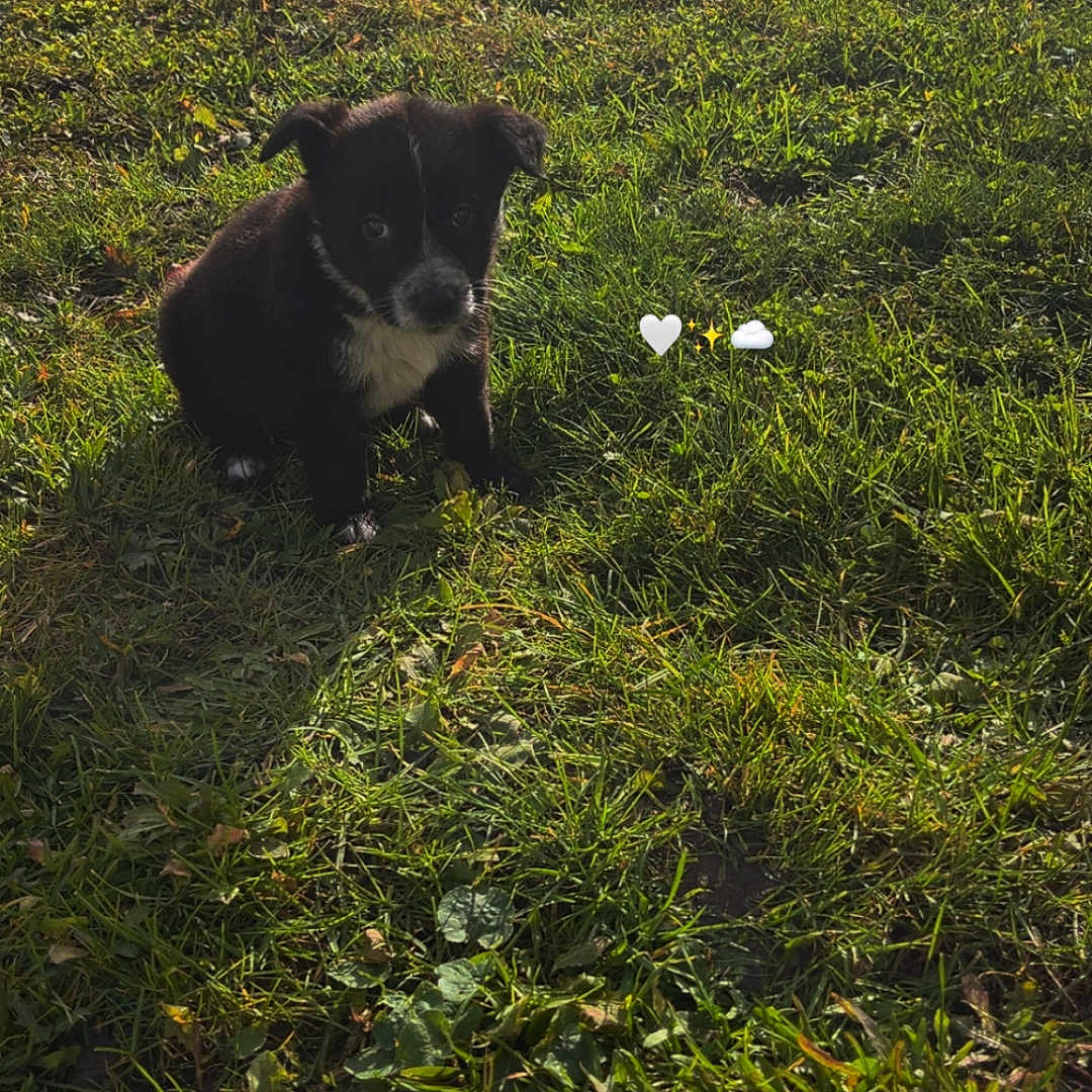 Aïko a rejoint le concours — aidez-le/la à gagner de superbes lots ! adorable, animal, background, black_and_white, canine, cute, daylight, dog, fur, grass, greenery, nature, outdoor, pet, playful, puppy, sitting, small, sunlight, young