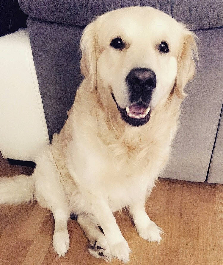 Mango participe au concours pour gagner de l'argent avec cette photo : akbash_dog, canidae, carnivore, companion_dog, dog, dog_breed, golden_retriever, great_pyrenees, kuvasz, labrador_retriever, mammal, maremma_sheepdog, nose, polish_tatra_sheepdog, puppy, retriever, slovak_cuvac, snout, sporting_group, vertebrate