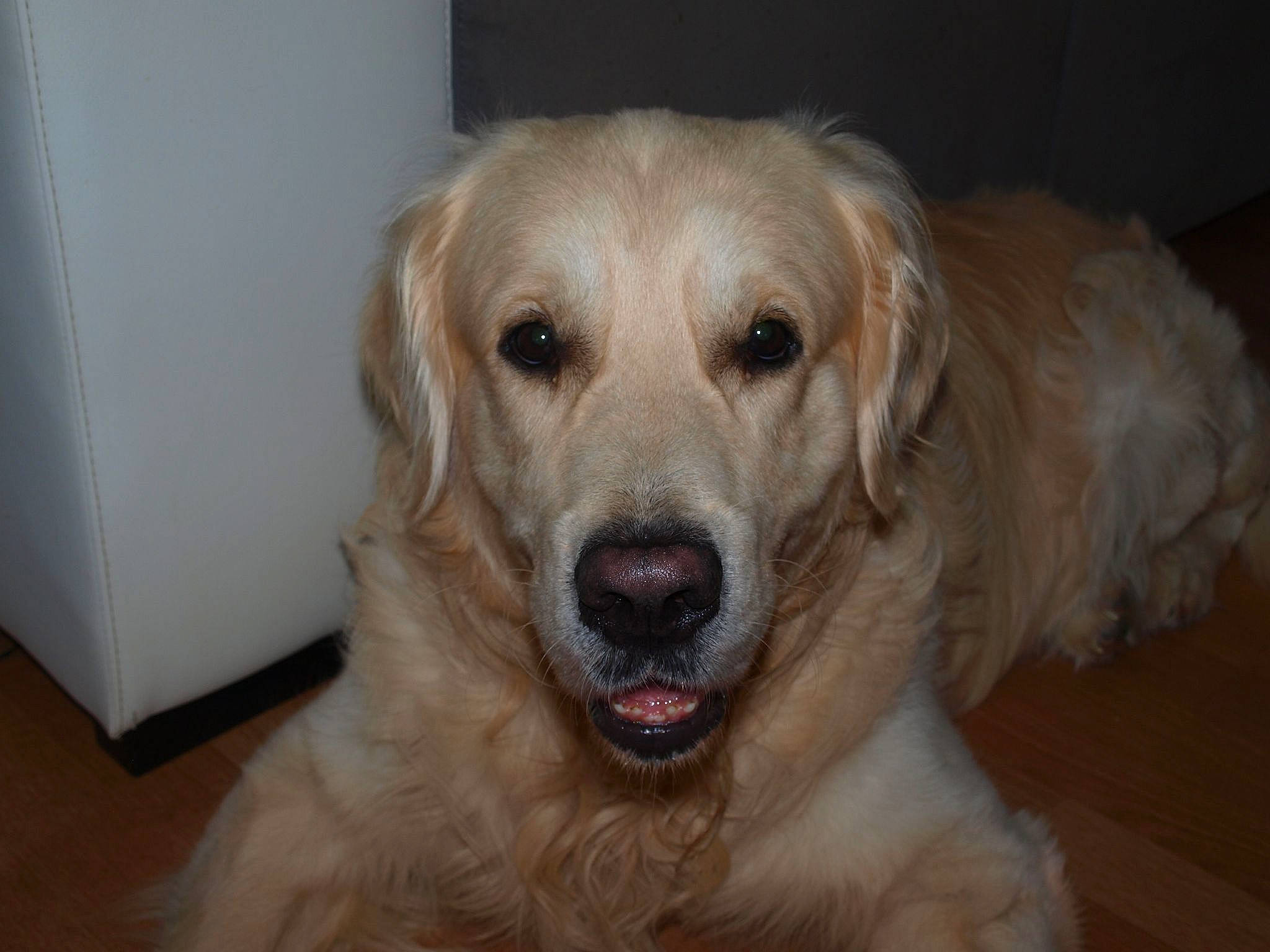 Mango participe au concours pour gagner de l'argent avec cette photo : canidae, carnivore, companion_dog, dog, dog_breed, fawn, flat_coated_retriever, fur, golden_retriever, hovawart, mammal, rare_breed_dog, retriever, small_greek_domestic_dog, snout, sporting_group, vertebrate, whiskers