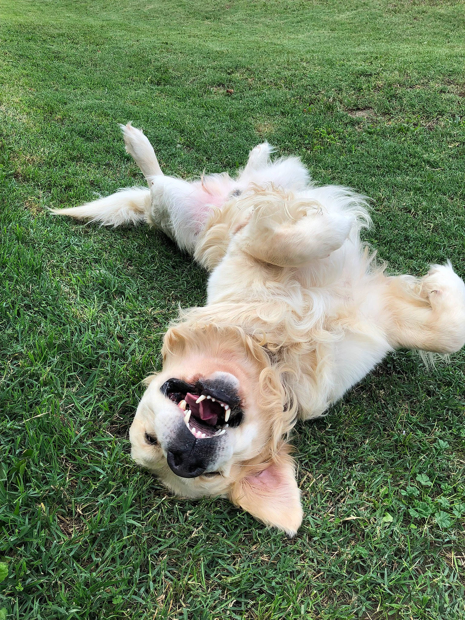 Mango a rejoint le concours — aidez-le/la à gagner de superbes lots ! canidae, carnivore, companion_dog, dog, dog_breed, fawn, golden_retriever, grass, labrador_retriever, lawn, mammal, puppy, retriever, sporting_group, tail, vertebrate